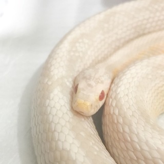 コーンスネーク・スノーストライプ・約110cm