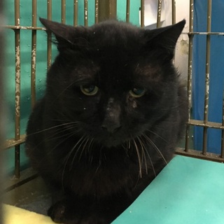 ゆったり大きめ黒猫ちゃん　期限10/31！