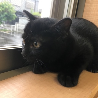 黒猫2ヶ月半女の子