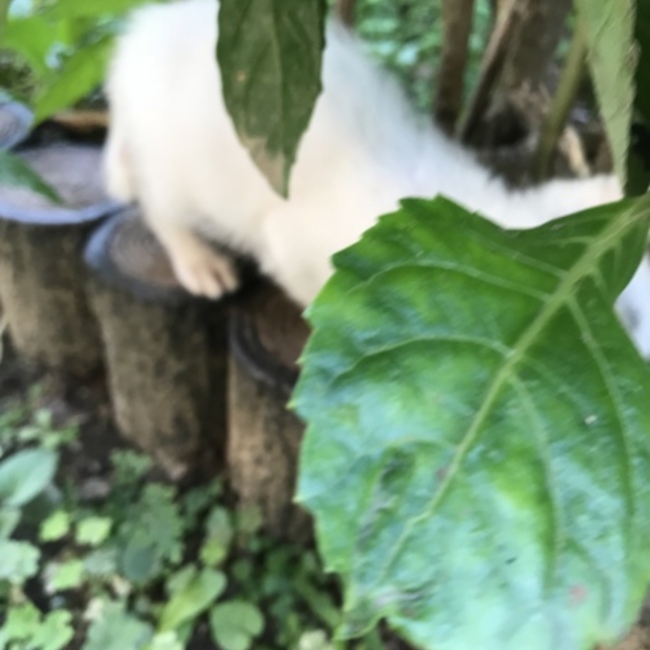 ぱんてののカバー写真