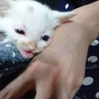 至高のサイレントにゃー