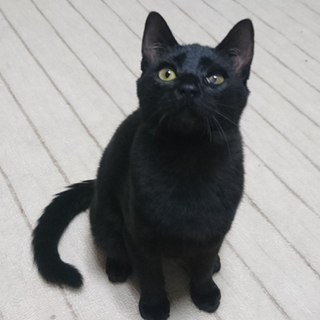 左目に炎症がある、黒ネコあんこ