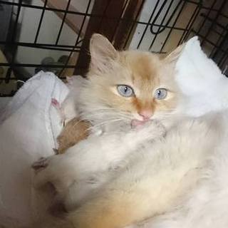 ありがとうございました