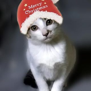 山育ちの美人さんナナコ（仮の名前)