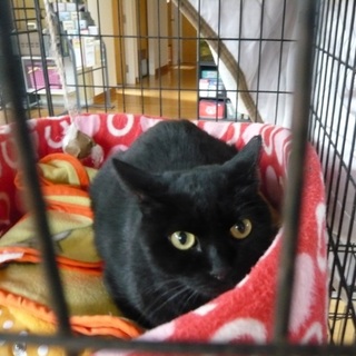 大きな黒ちゃん女の子です