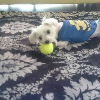 トライアル中！２歳のマルチーズ元気な男の子 