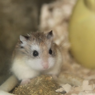 ロボロフスキーハムスターの里親さん募集