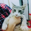 【ありがとうございました】とても美人な猫ちゃんです