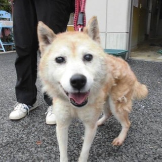 【里親様決定❗️】柴風のおばあちゃんワンコ