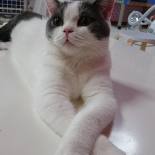 スコティッシュフォールド男の子