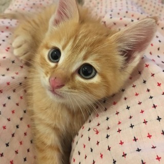 可愛い野良猫ちゃんの家族になってください。