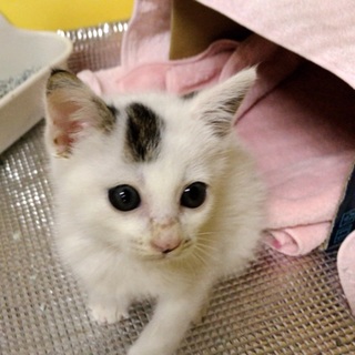 可愛い野良ちゃんの家族になってください。