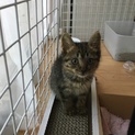 保護猫　生後一ヶ月　里親募集