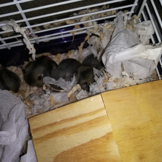 ジャンガリアンハムスターの赤ちゃんです！