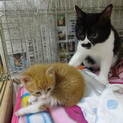 元気な猫・落ち着いた猫、里親募集中　
