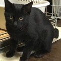 黒色子猫ちゃん♪