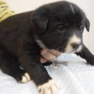 里親様に迎えられました。有難うございました。