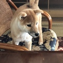 血統書有りの子柴犬です