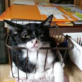 幸男、人懐こく優しい黒白の男の子