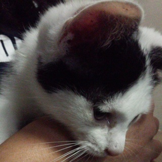 可愛い子猫ちゃん