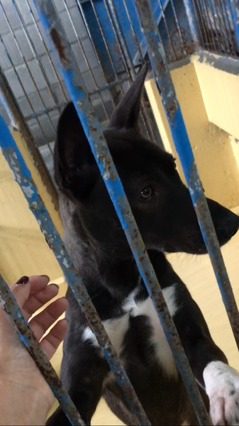 オッドアイの黒君 宮崎県 犬の里親募集 ペットのおうち 月間利用者150万人 オッドアイの黒君 宮崎県 犬の里親募集 ペットのおうち 月間利用者150万人