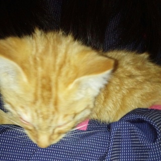 ２ヶ月くらいのかわいい子猫