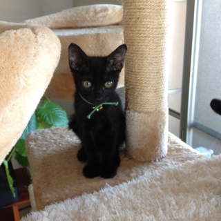 ちっちゃくてかわいい黒ちびちゃん