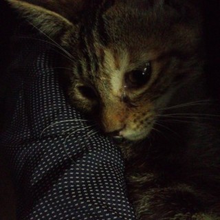 可愛い子猫ちゃん