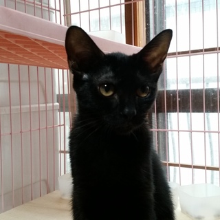 新月、人懐こいクロ、女の子です。