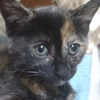 小熊みたいで元気なサビネコの「まゆちゃん」