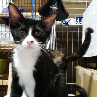 名前は彗星、超々々人懐こい、黒白男の子