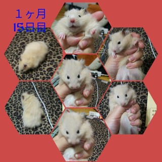 里親さん募集中です✩