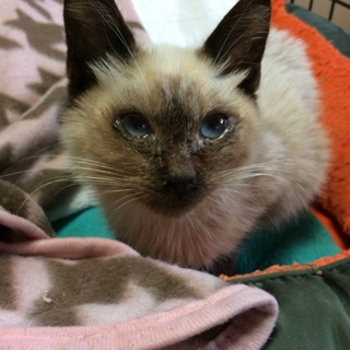 綺麗なブルーアイのシャムちゃん