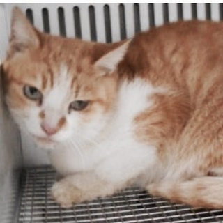 里親様に迎えられました。有難うございました。