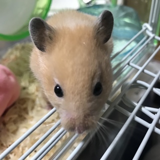 里親になってくれる方いませんか？