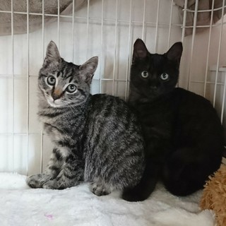 仲良し姉妹猫の里親さんを募集しています！