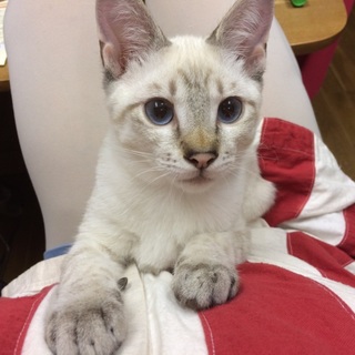 おひざ大好きなゴロゴロの男の子
