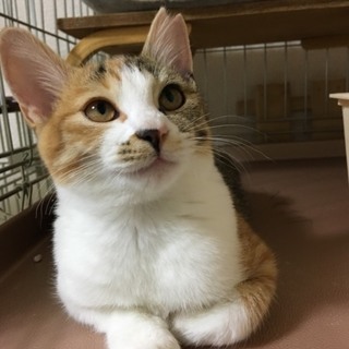 美人三毛子猫ちゃん