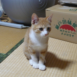 かわいい子猫です。