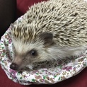ハリネズミの里親さん募集