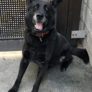 緊急！家族に探してもらえないシェパード×ラブmix