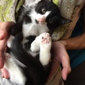 2.5ヶ月子猫★交渉中