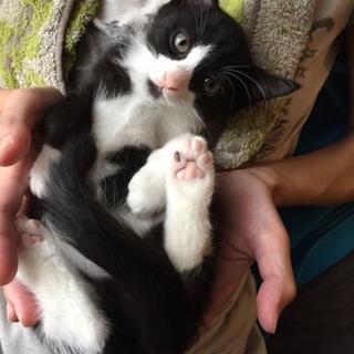 2.5ヶ月子猫★交渉中