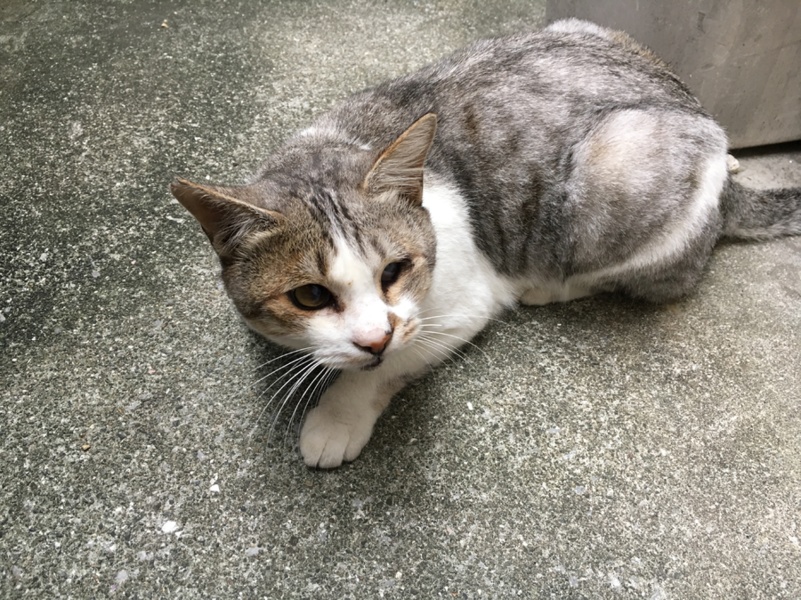 野良ネコのかわいい男の子 宮崎県 猫の里親募集 ペットのおうち 月間利用者150万人