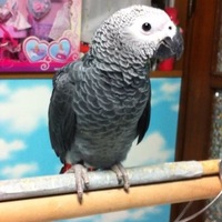 ダッキー
