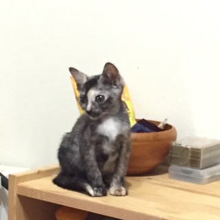 2.5ヶ月の子猫♀サビ★交渉中