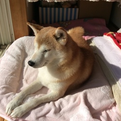 葵さん゜゜(´O｀)°゜足を痛めて。。④