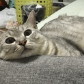 2歳 サバトラ ♂