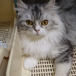 ★再募集★スコF☆パッチ☆女の子・立耳・４歳・長毛