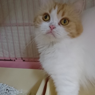 スコF☆あかりちゃん☆女の子・立耳・３歳・中長毛